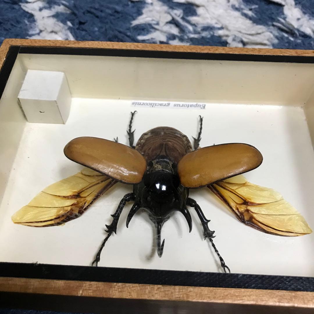 カブトムシ　クワガタ　飛翔標本　タイで購入