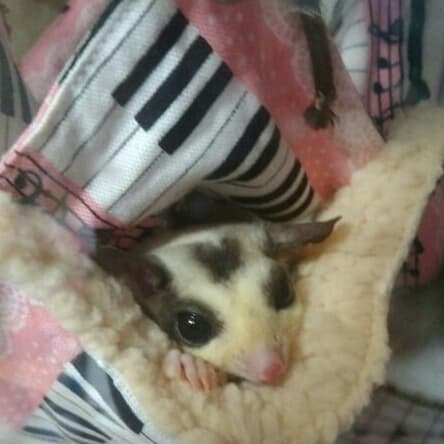 モモンガハウス(スイーツ柄Ver.2） ボアピンク 2000円