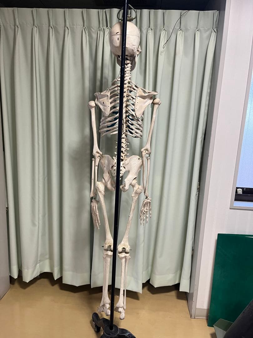 人体骨模型　NOZAKI 160cm 整形外科