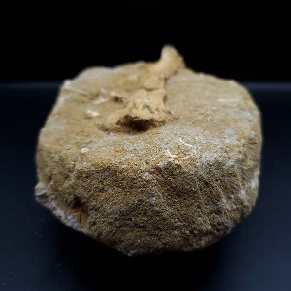 希少 アルシオーネ 骨 化石 本物 モロッコ産 184.67mm yk6