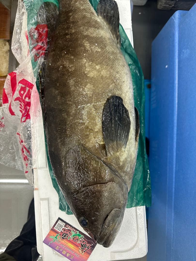 新鮮　極上クエ　3〜4キロ