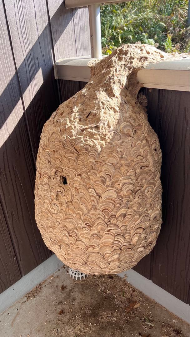 ハチの巣標本 自然素材