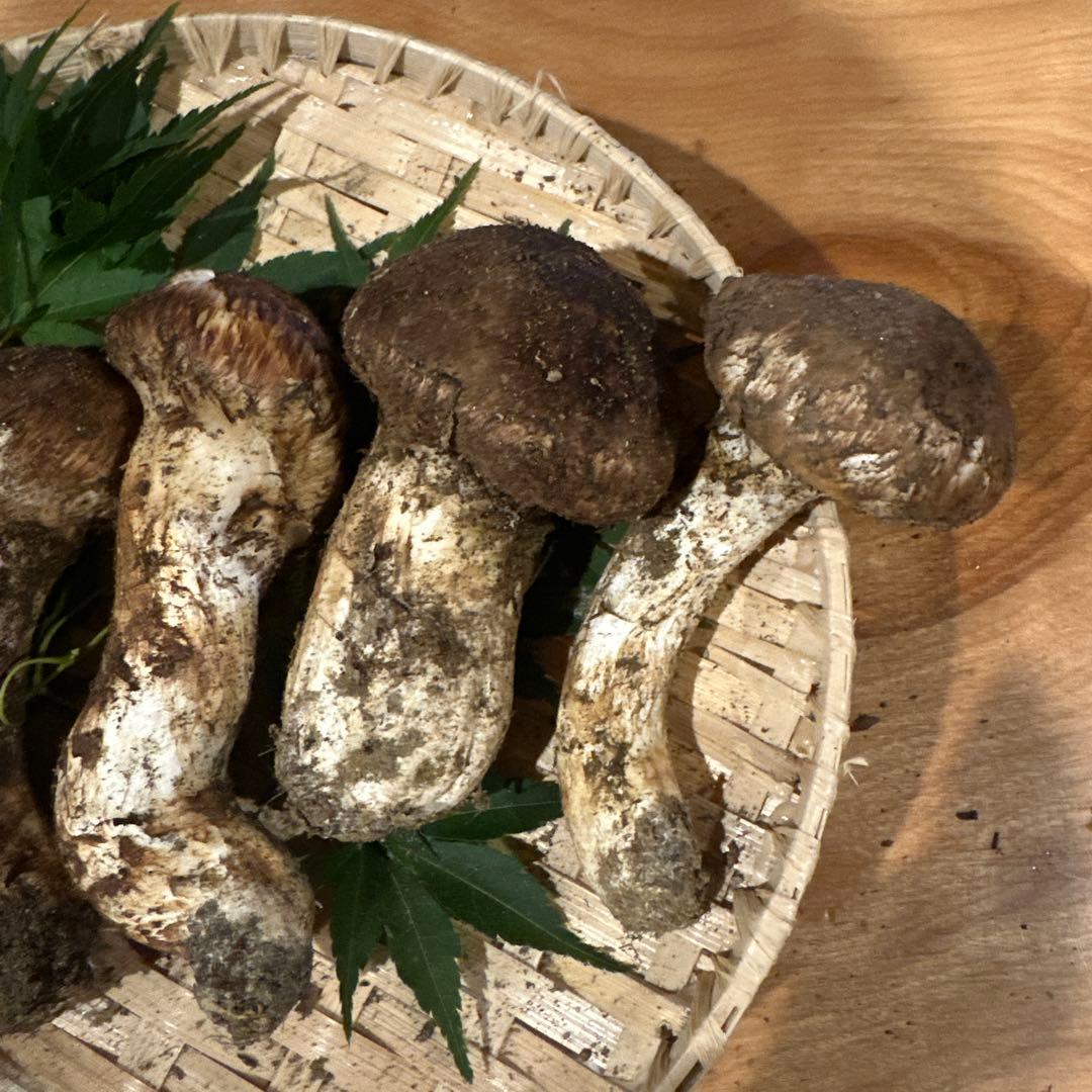松茸　南信州産② 本日ラスト