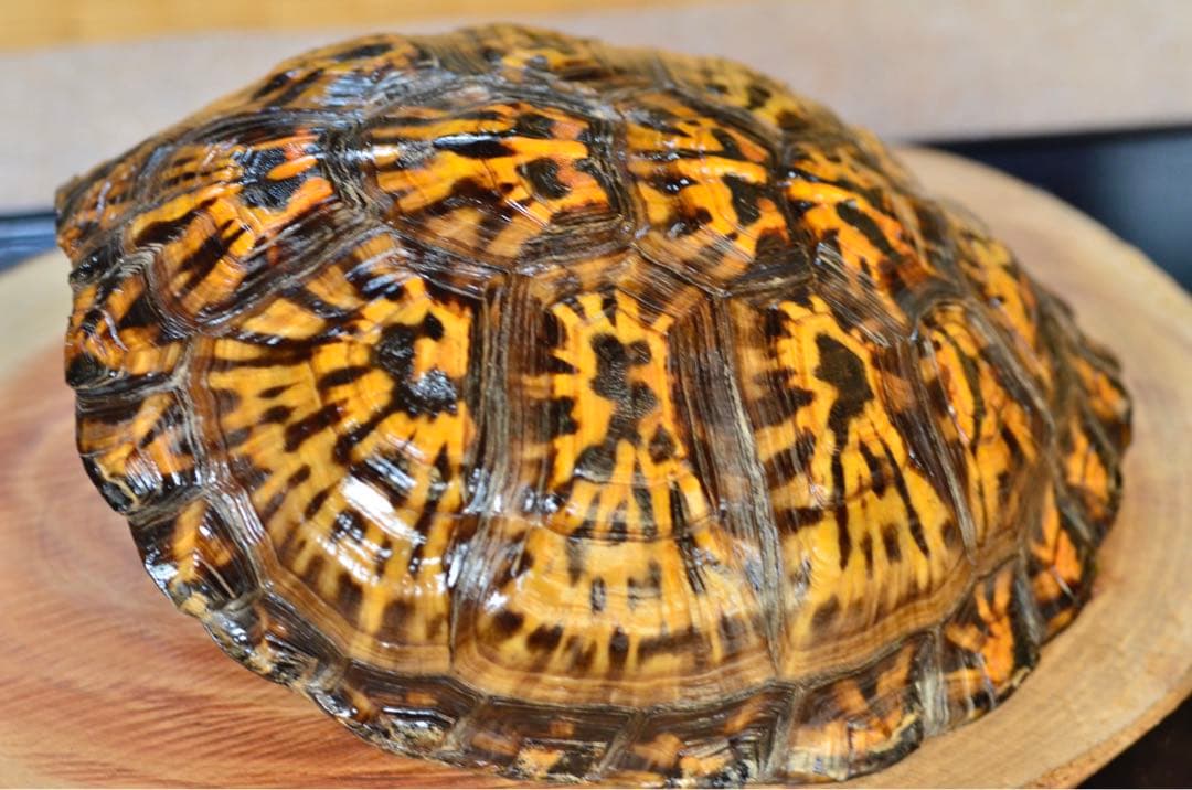 トウブハコガメ骨格標本(甲羅)黄色放射模様　フルアダルト　剥製　爬虫類