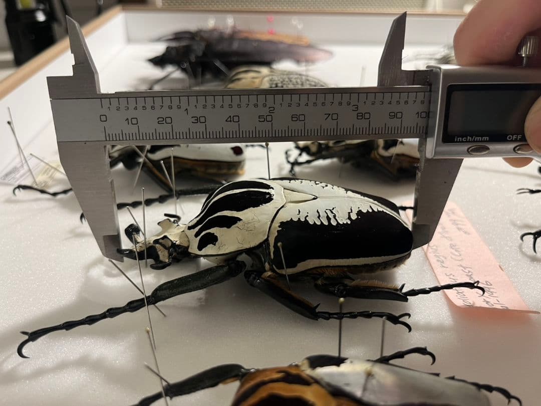 【99mmペア】レギウスゴライアスオオツノハナムグリGoliath regius