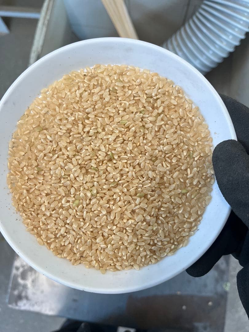 栃木県産こしひかり