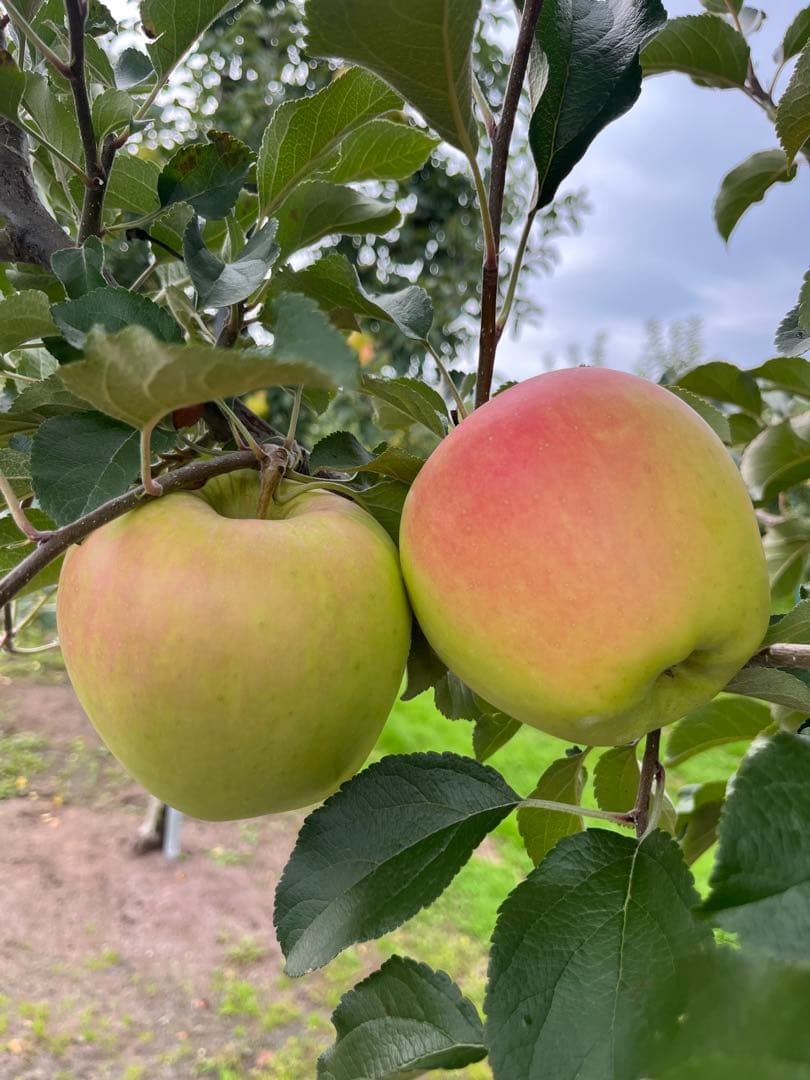 クーちゃんページ✨10kg②