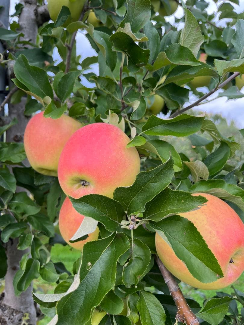 クーちゃんページ✨10kg②