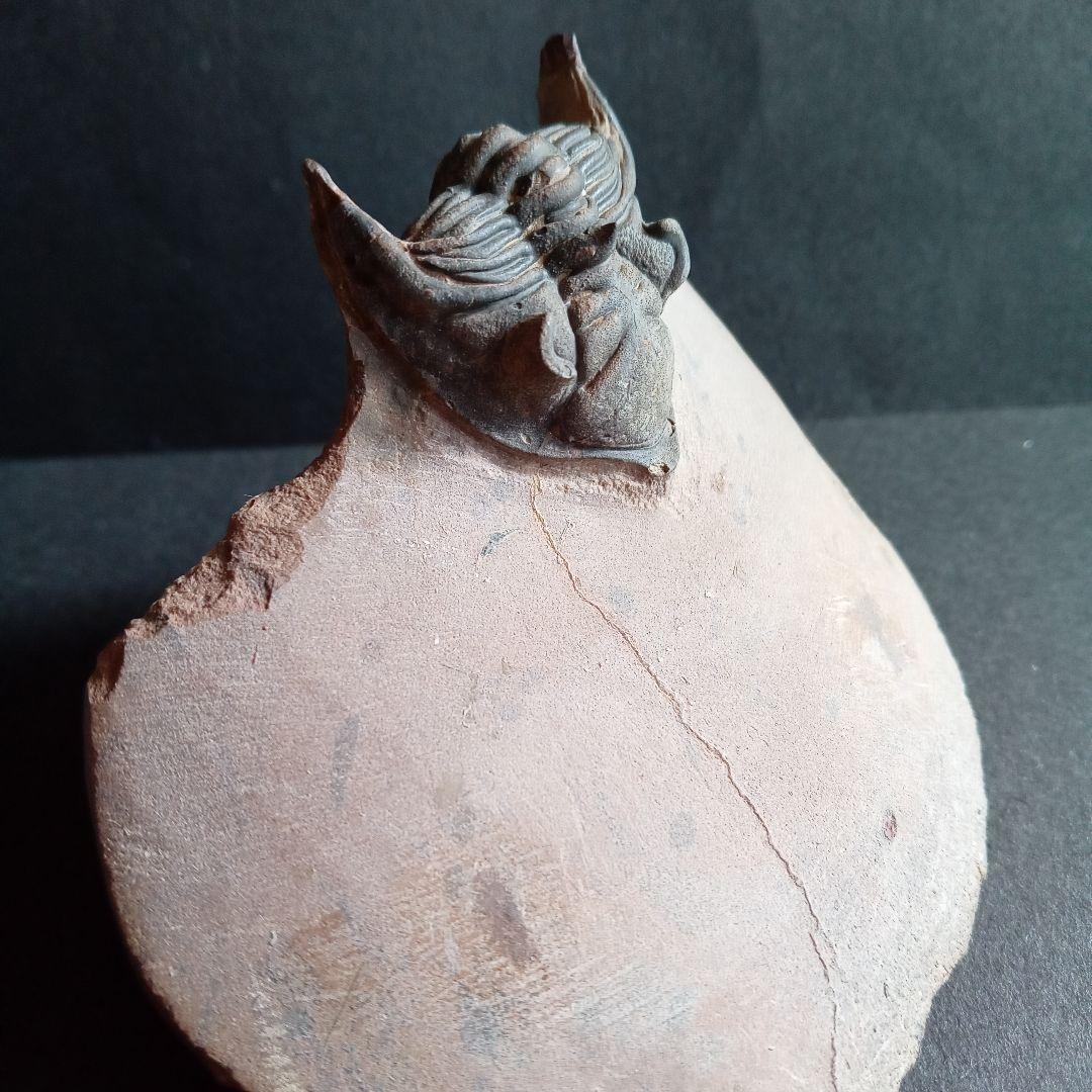 化石　骨格　標本　三葉虫　メタカンシナ　美麗