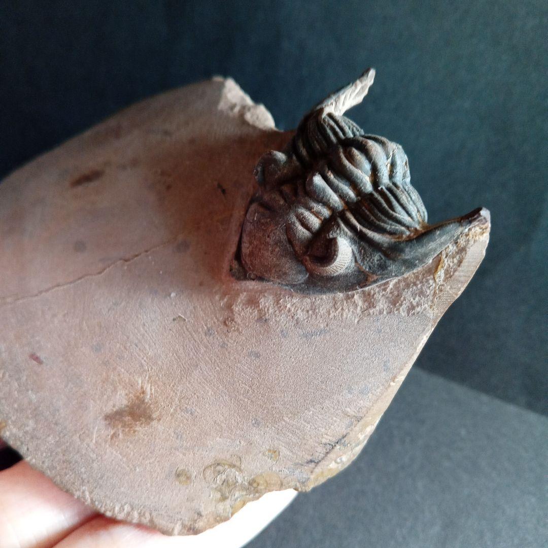 化石　骨格　標本　三葉虫　メタカンシナ　美麗