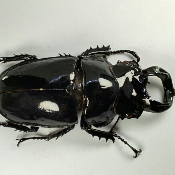 ウガンダ産 カールウエルナイ 78mm