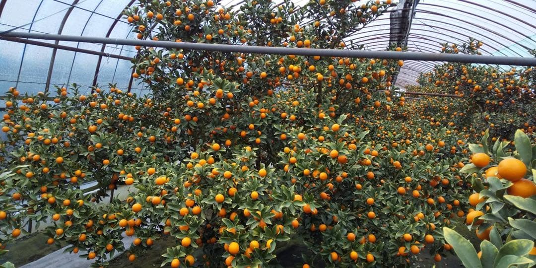 宮崎県産　ロジ金柑　箱込10キロ　2Lサイズ