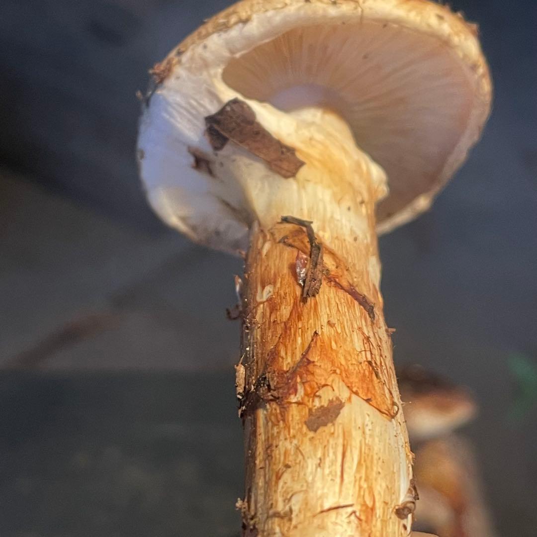 岩手県産松茸　300g 収穫　検品済み　虫喰い無し