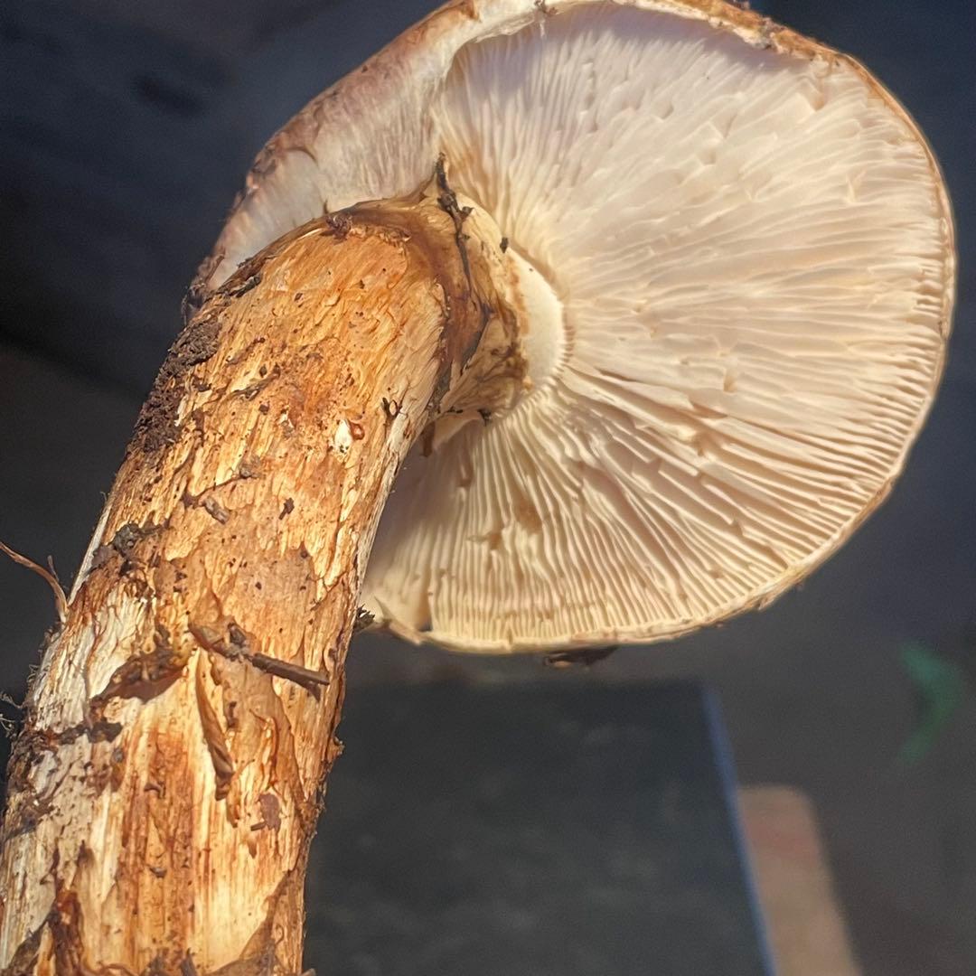 岩手県産松茸　300g 収穫　検品済み　虫喰い無し