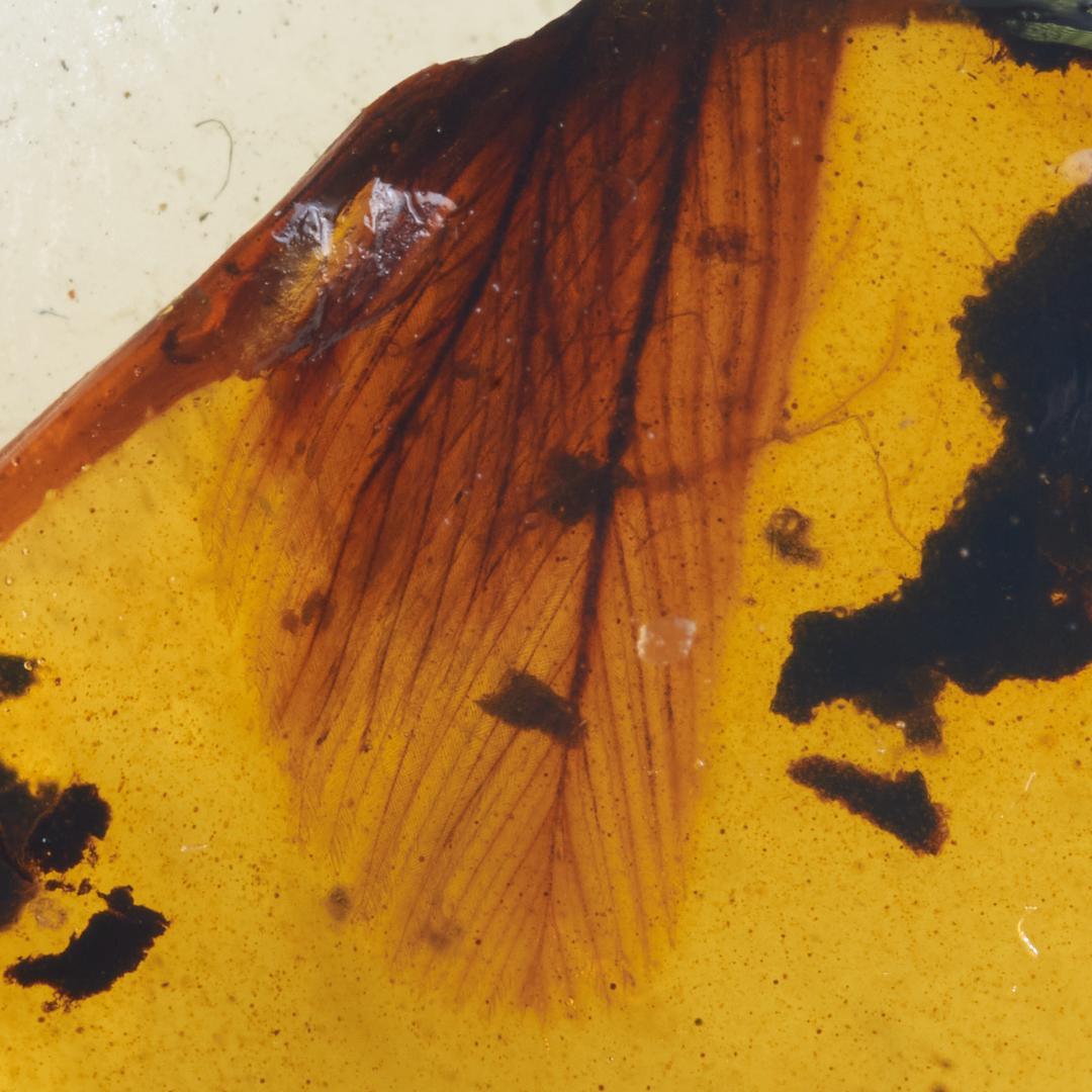 レア極上品 PA0001虫入り琥珀化石　ミャンマーカムティかタナイ9900万年前