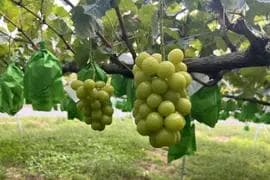 【岡山県産】 5kg 甘い高級シャインマスカット! 大粒 7〜10房