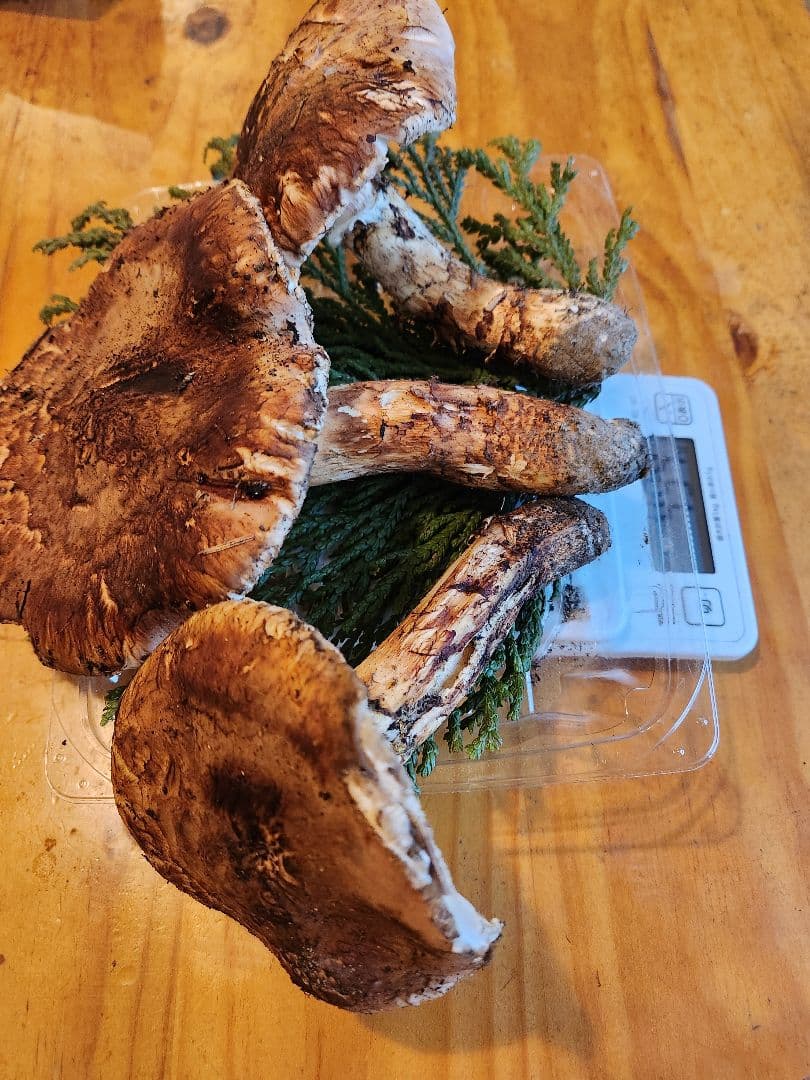 北海道産松茸 訳あり‼️ 494g