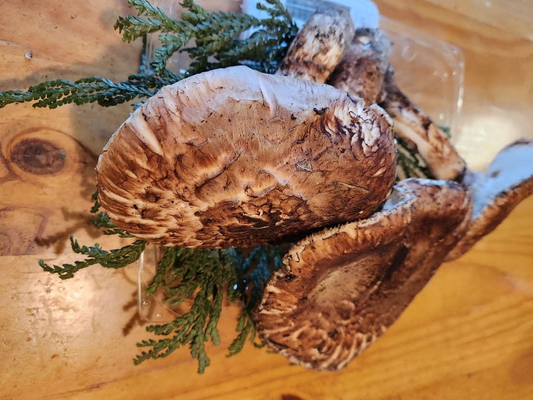 北海道産松茸 訳あり‼️ 494g