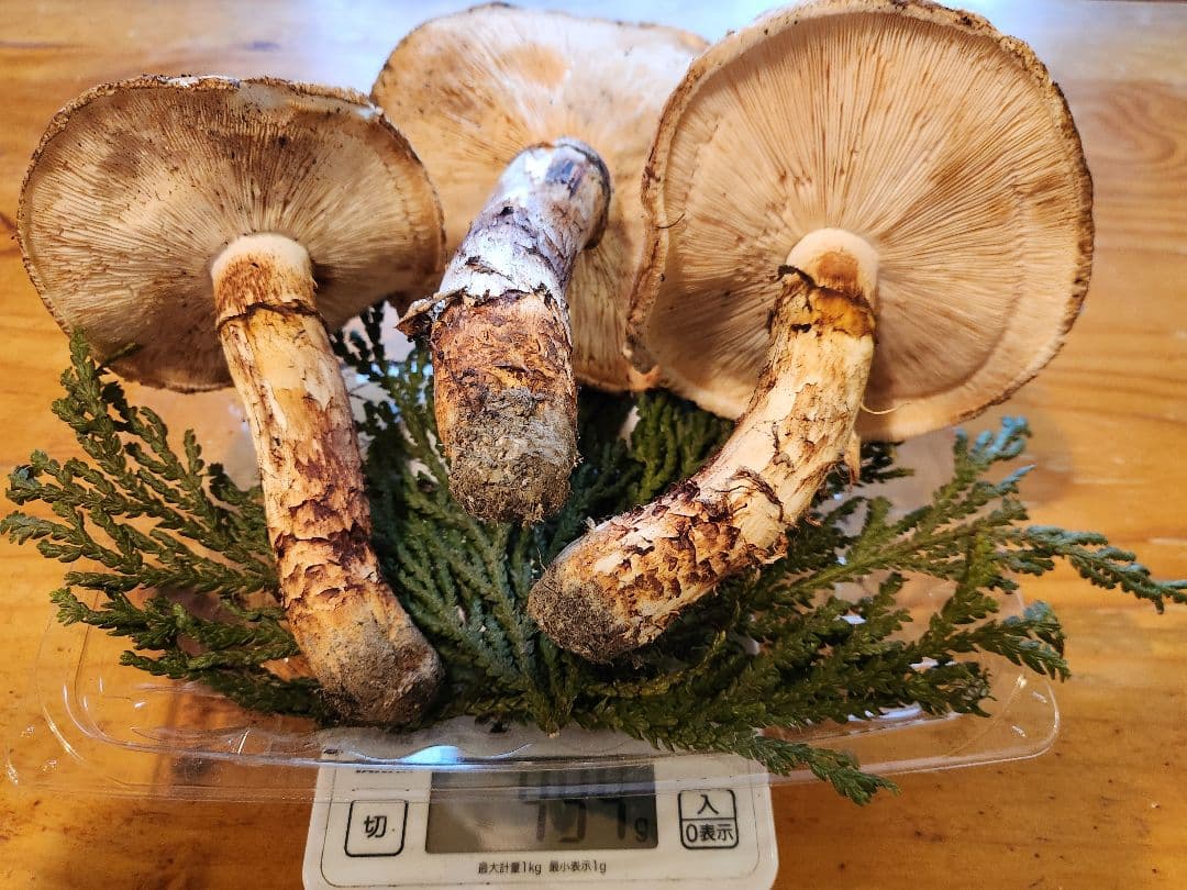 北海道産松茸 訳あり‼️ 494g