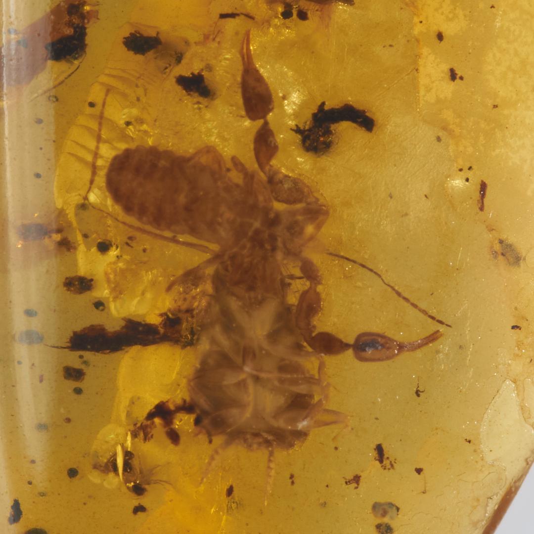 レア極上品 PA0038虫入り琥珀化石　ミャンマーカムティかタナイ9900万年前