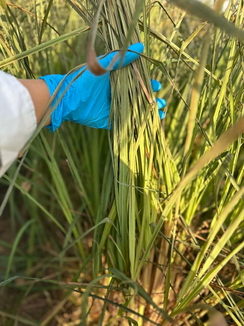 （100）完全無農薬レモングラスの葉 10キログラムです。