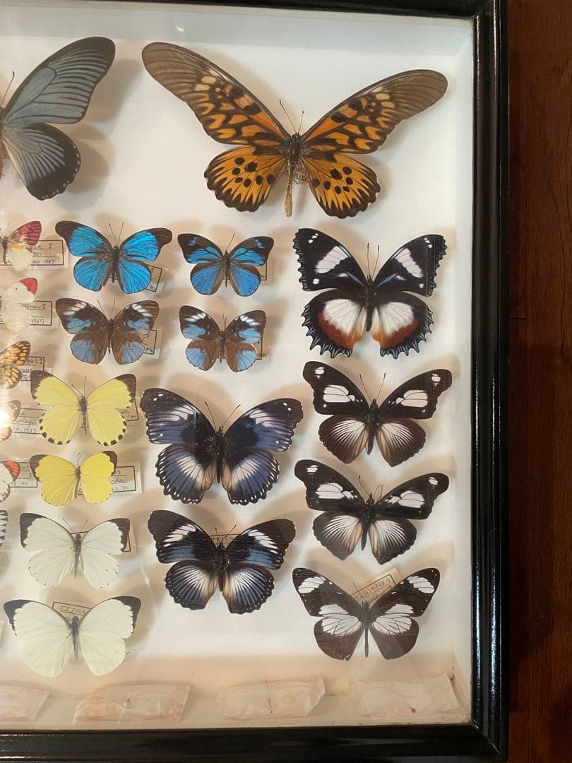 【蝶標本】ドルリーオオアゲハ他