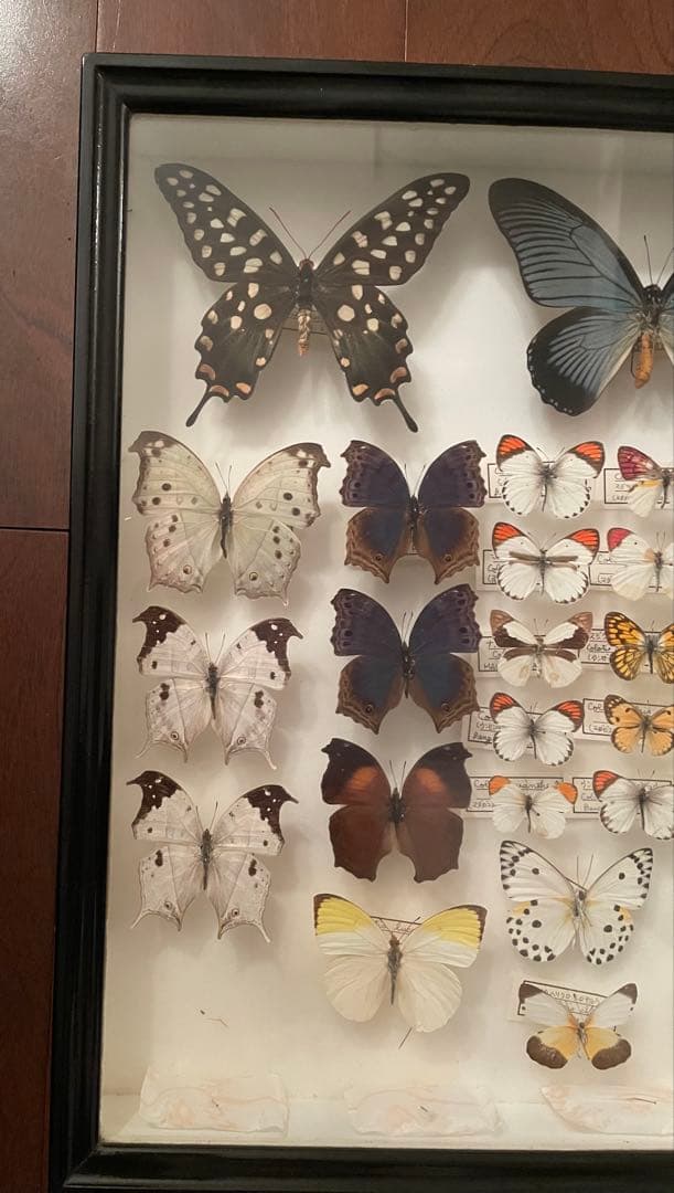 【蝶標本】ドルリーオオアゲハ他