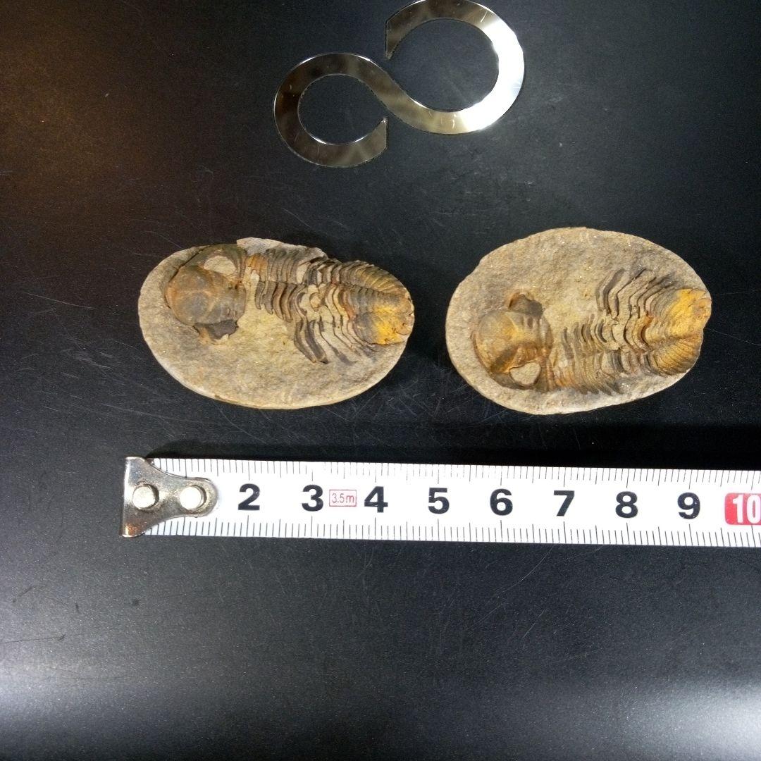 三葉虫　化石　fossil　ボリビア産　trilobite　ノジュール管理⑤