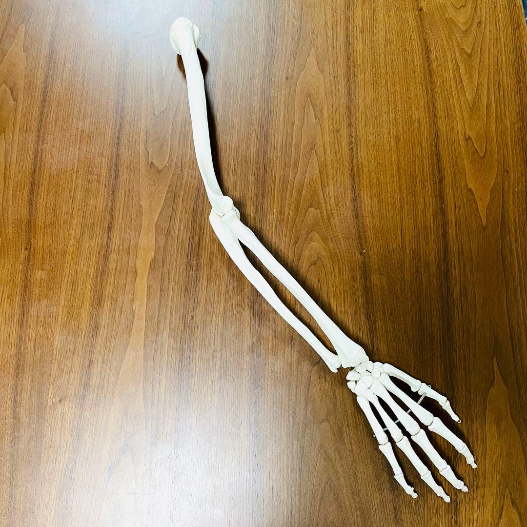 【中古品】人体模型 腕足セット バラ売り不可