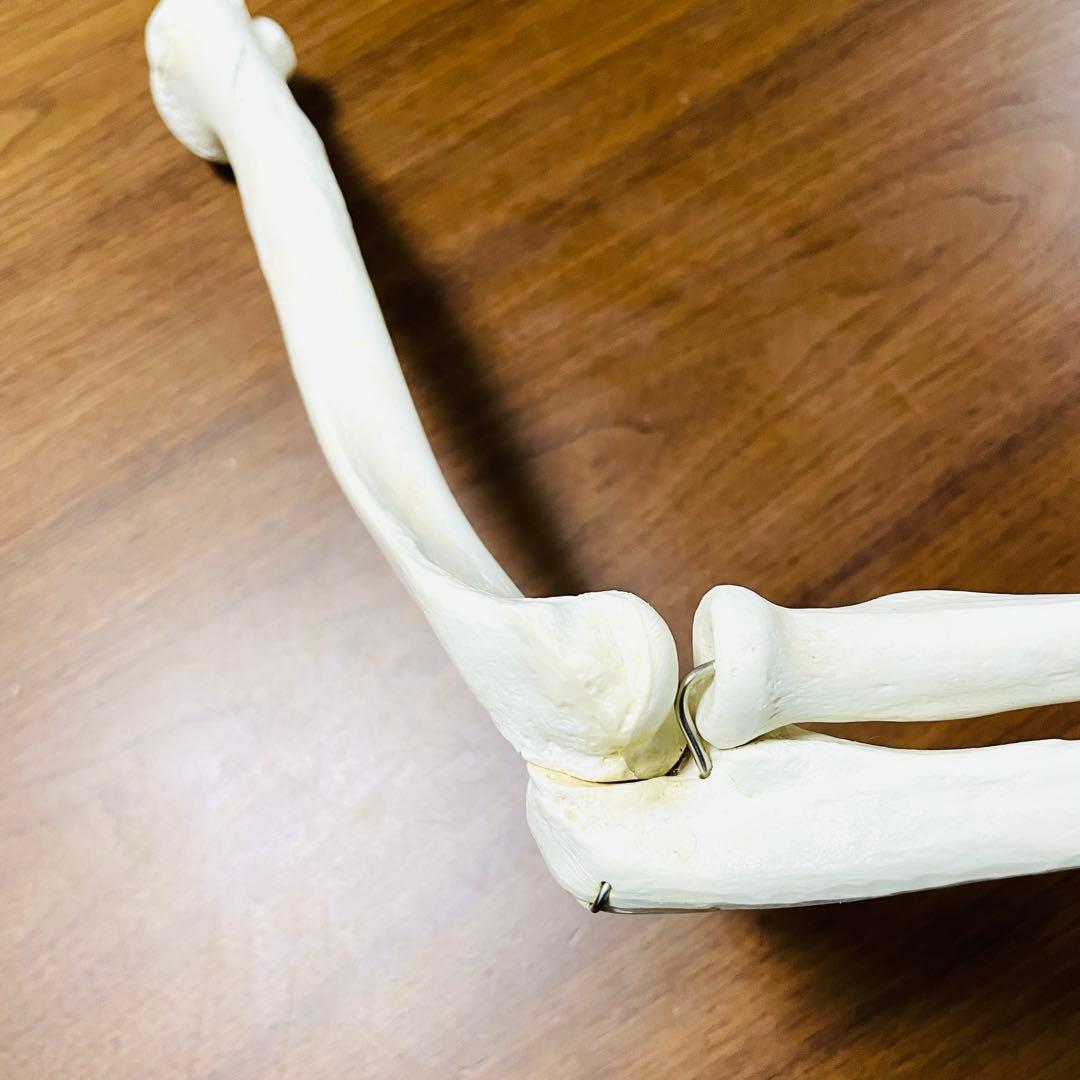 【中古品】人体模型 腕足セット バラ売り不可