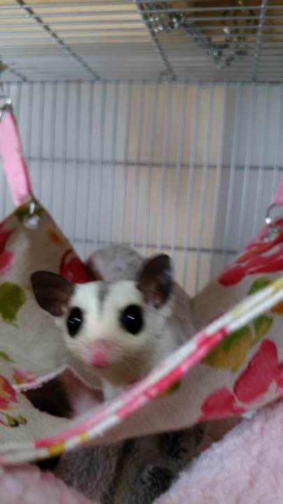 モモンガハウス(ペイズリー・花柄) 夏仕様  涼しい夏生地を使用❗️