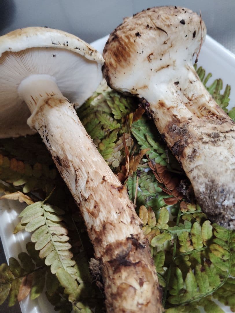 岩手県産松茸　200グラム　国産松茸