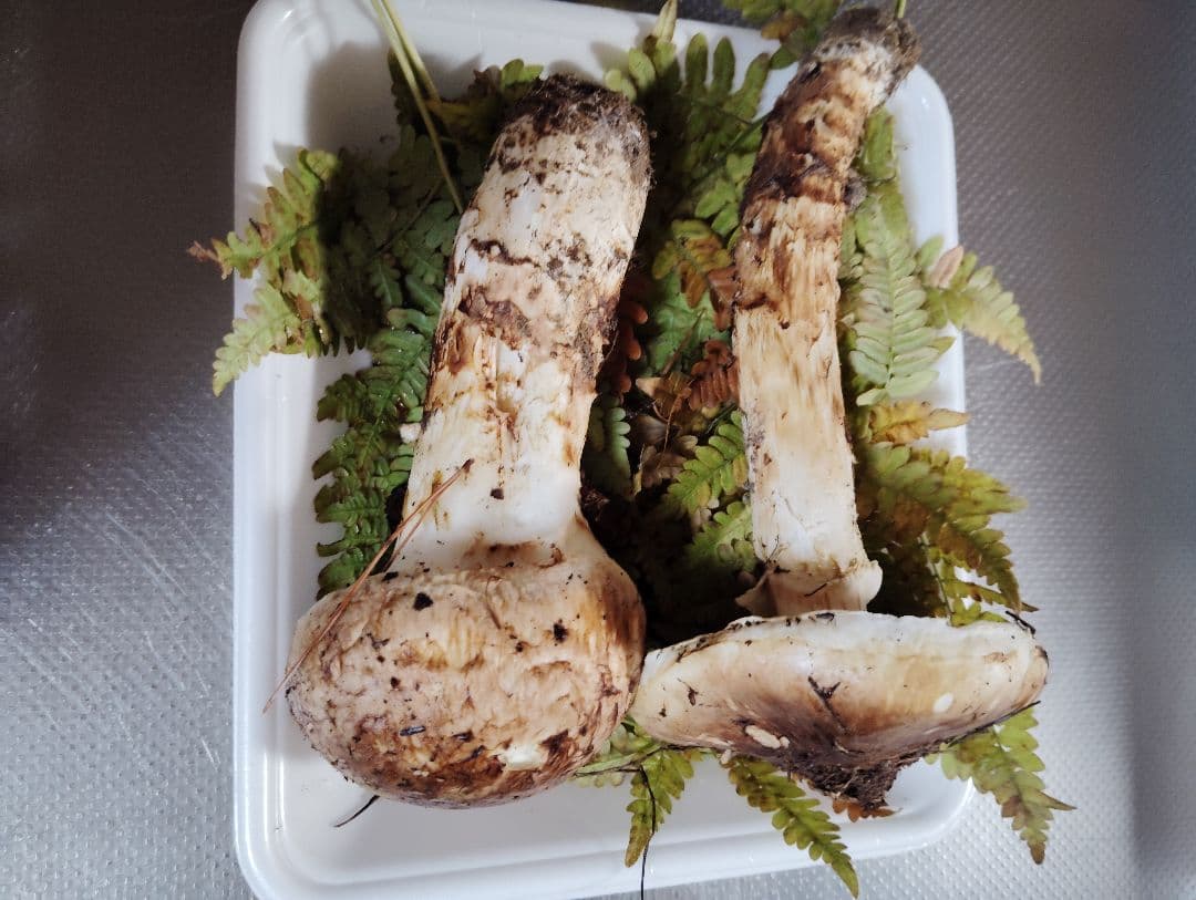 岩手県産松茸　200グラム　国産松茸