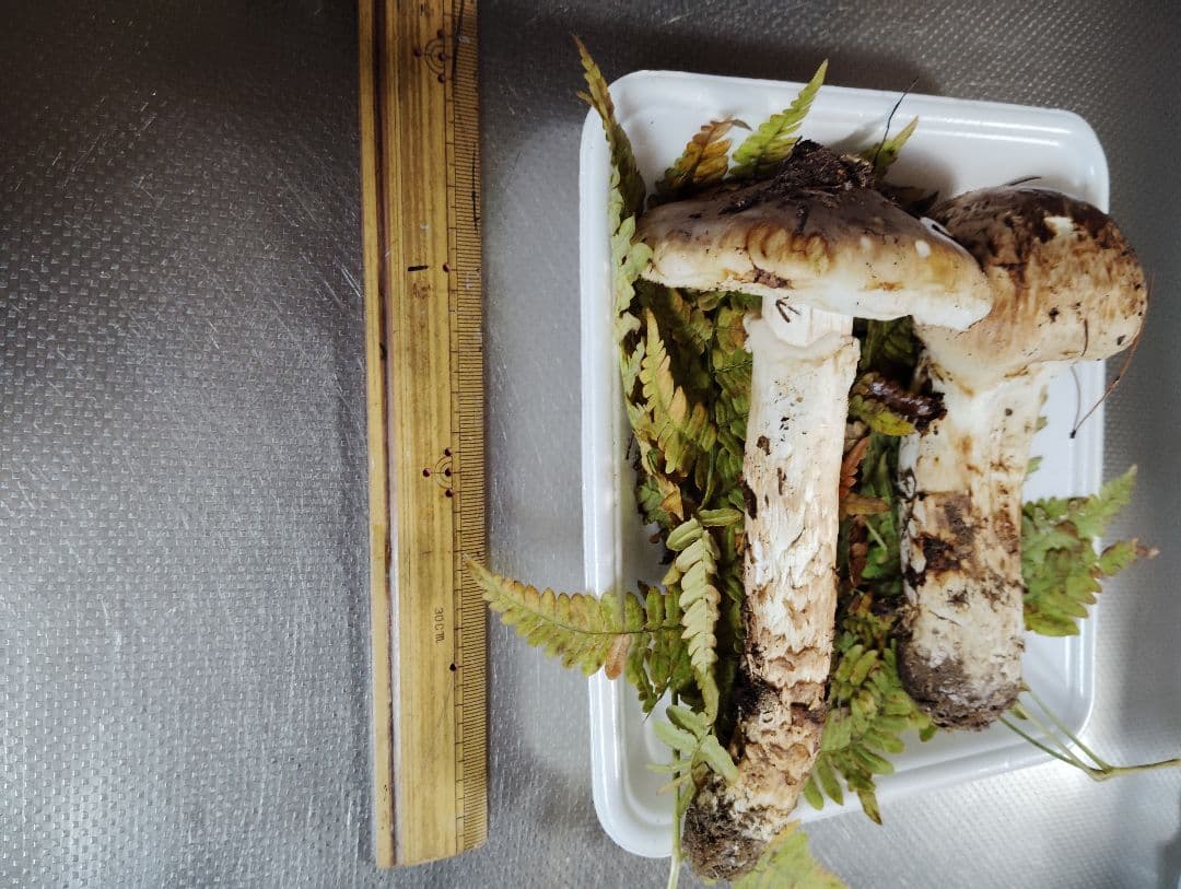 岩手県産松茸　200グラム　国産松茸