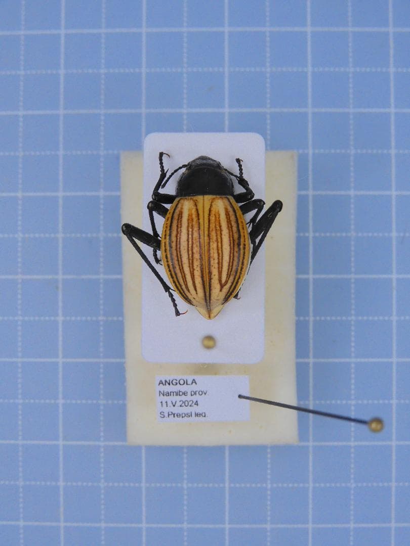 標本 Angola Onymacri langi 17mm