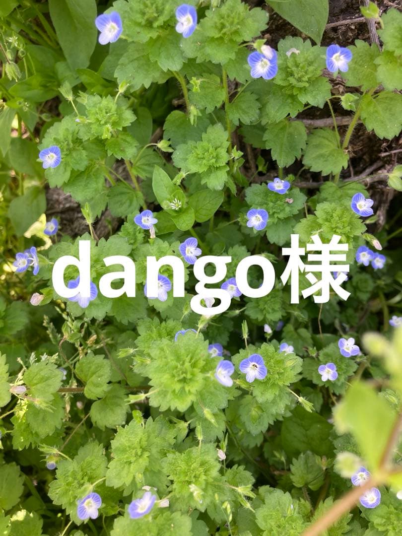 dango様　お野菜セット