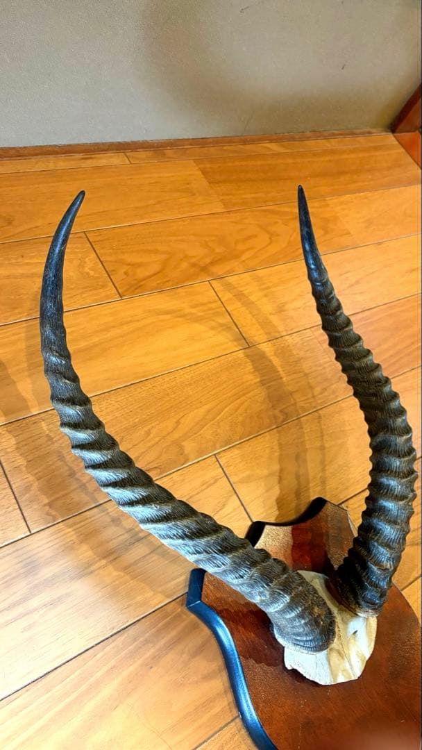 KOB（コブ）角 ハンティングトロフィー アフリカ 剥製 インテリア アート