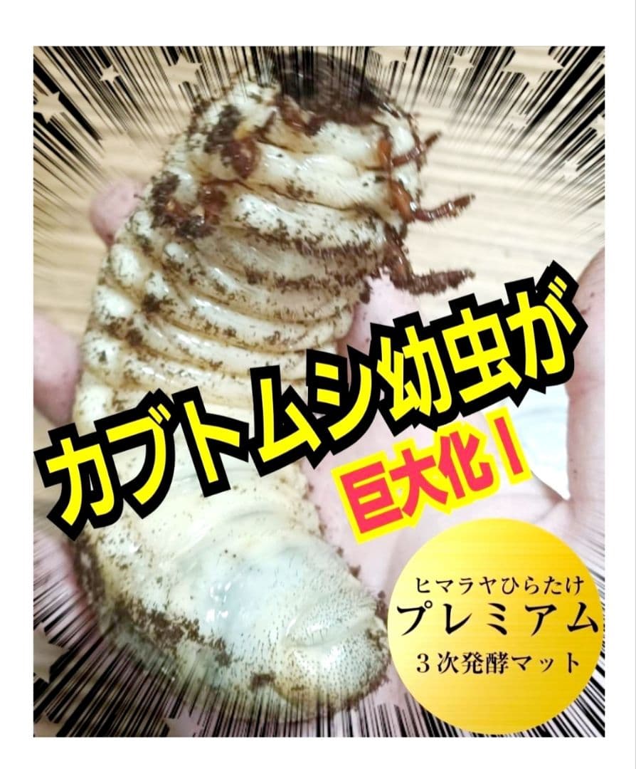 極上！プレミアム3次発酵カブトムシマット【6袋】特殊アミノ酸強化！ギネス級連発！