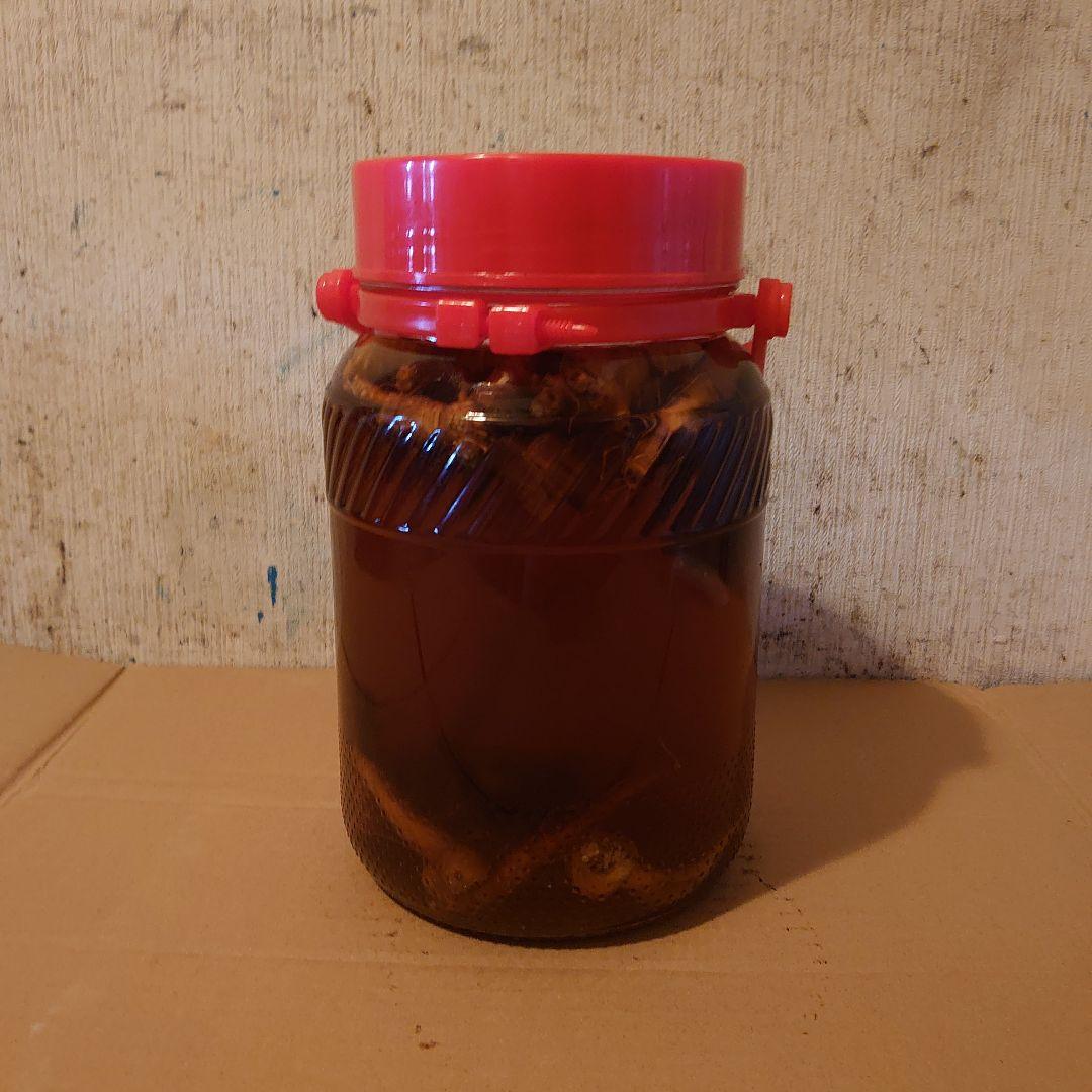大阪府金剛山系二上山で採取りした天然物ツルニンジン酒3Ｌ入り ツルニンジン酒