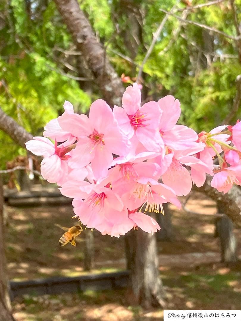 【令7新蜜】百花蜜 1000g 2本 長野県産 国産蜂蜜 生はちみつ 西洋蜜蜂