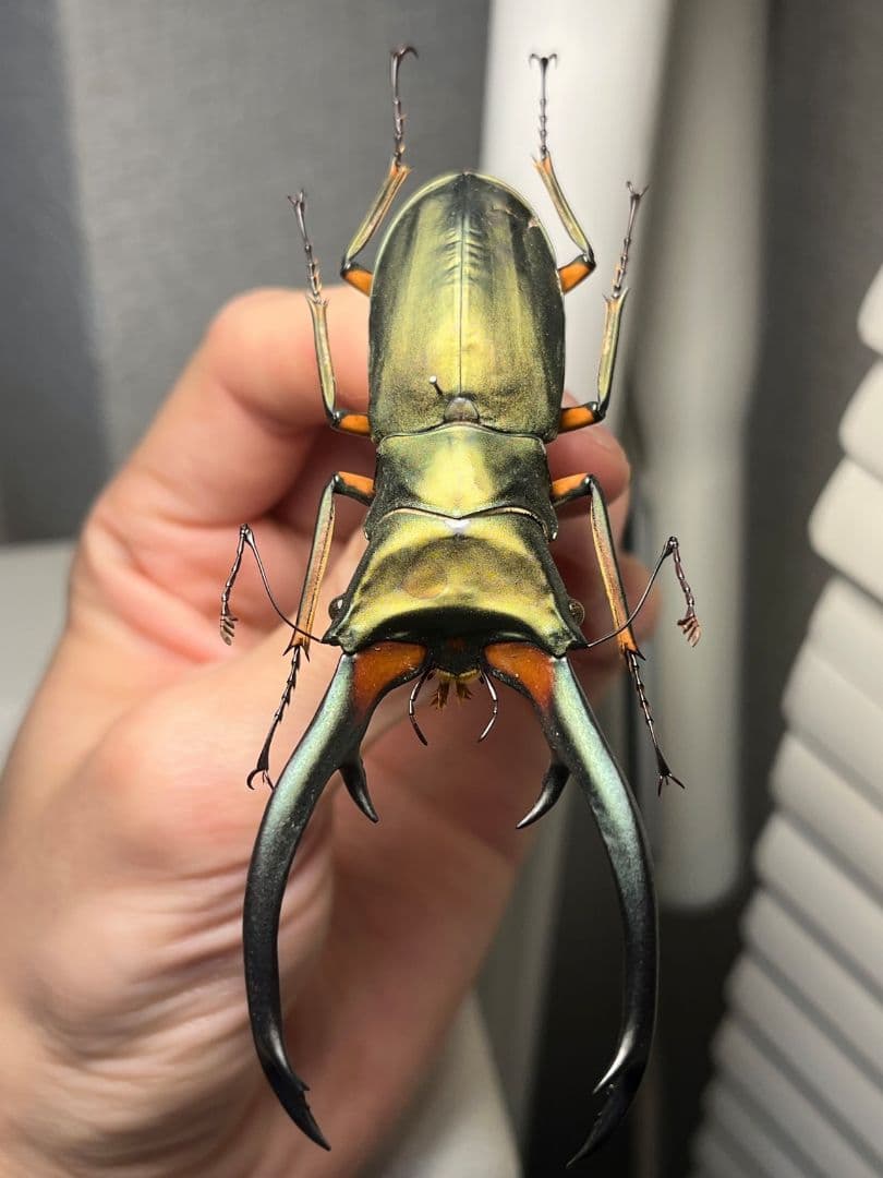 【94mm】エラフスホソアカクワガタ Cyclommatus 本 標本 甲虫