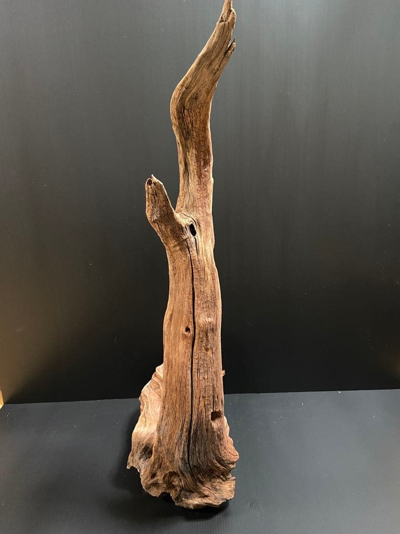 流木　大型　ホーンウッド　アクアリウム用