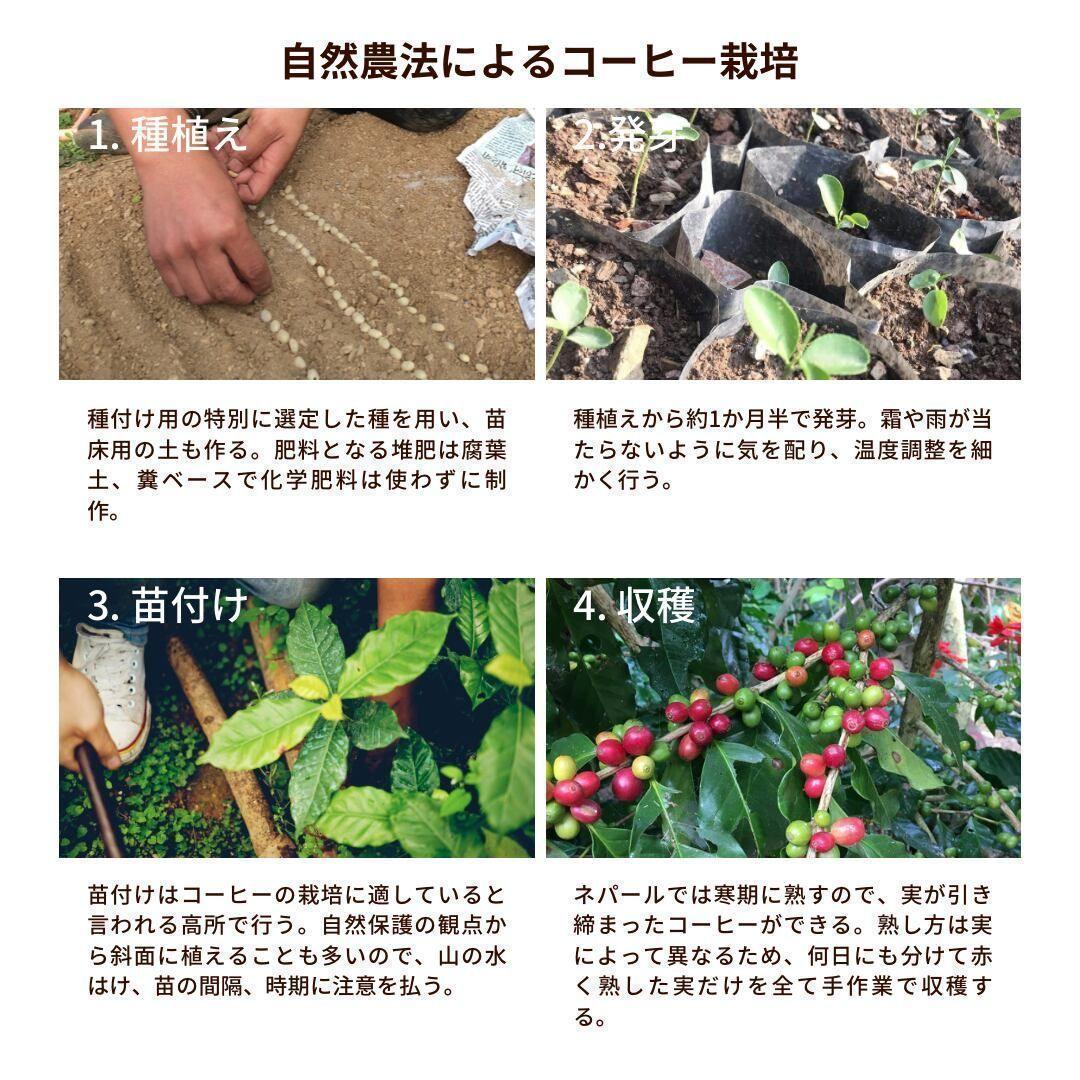 ☆オーガニックコーヒー ライト フェアトレード 1kg 粉 コーヒー豆 ネパール