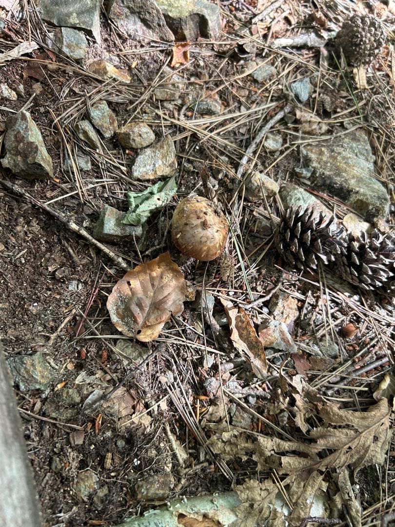 岩手県産松茸 176ｇ