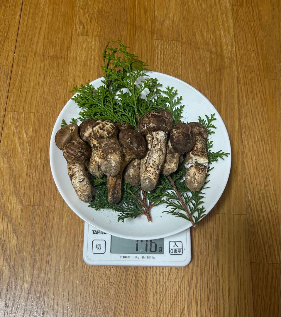 岩手県産松茸 176ｇ