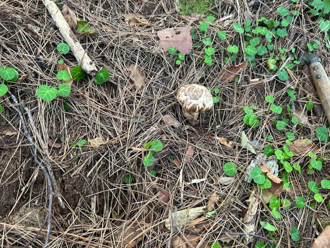 岩手県産松茸 176ｇ