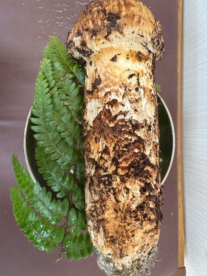 10月29日朝どれ能登産‼️ 新鮮 マツタケ 約240g 土付き