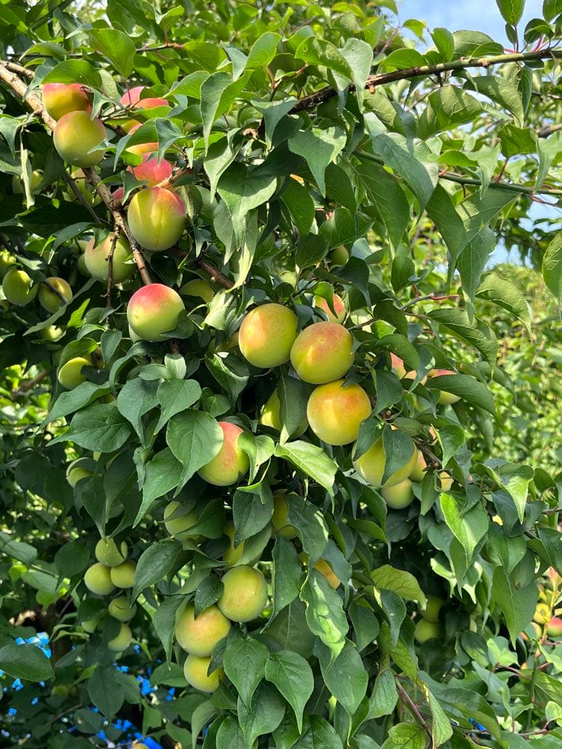 紀州産種抜き白干し梅干　100％果肉　無添加　無選別　10kg