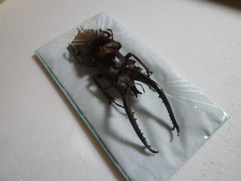 ヘルマンミヤマクワガタ♂Lucanus hermani/江西省.九江産/85mm