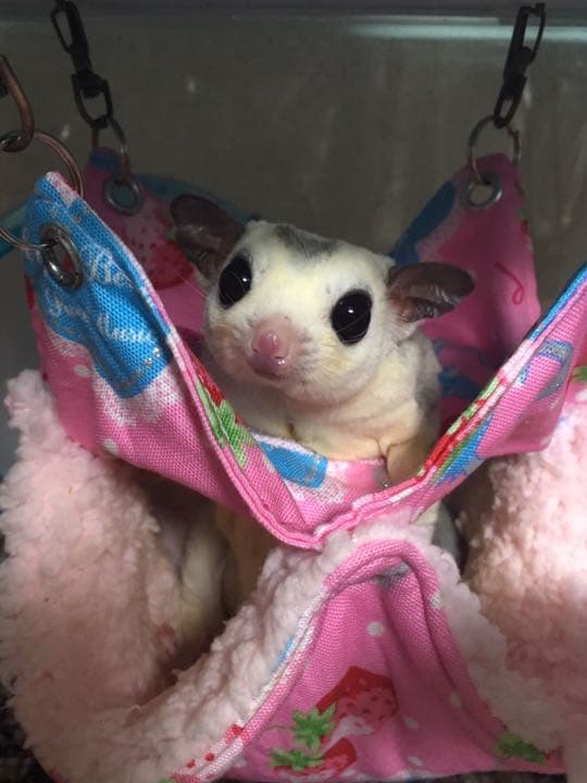 モモンガハウス(よつ葉のクローバーと黒猫) ボアベージュ 1800円